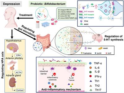 Bifidobacterium: a probiotic for the prevention and treatment of depression